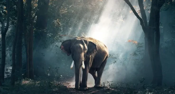 elephant-1822636_1280-864x467 elephant-1822636_1280-864x467