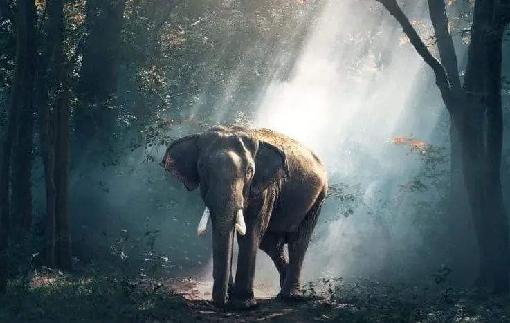 elephant-1822636_1280-864x467 elephant-1822636_1280-864x467