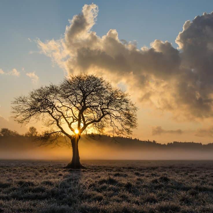 lone-tree-1934897_1280-737x737