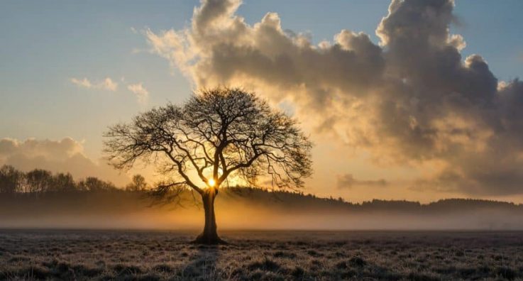 lone-tree-1934897_1280-864x467 lone-tree-1934897_1280-864x467