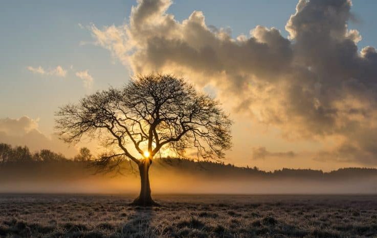 lone-tree-1934897_1280-864x467 lone-tree-1934897_1280-864x467